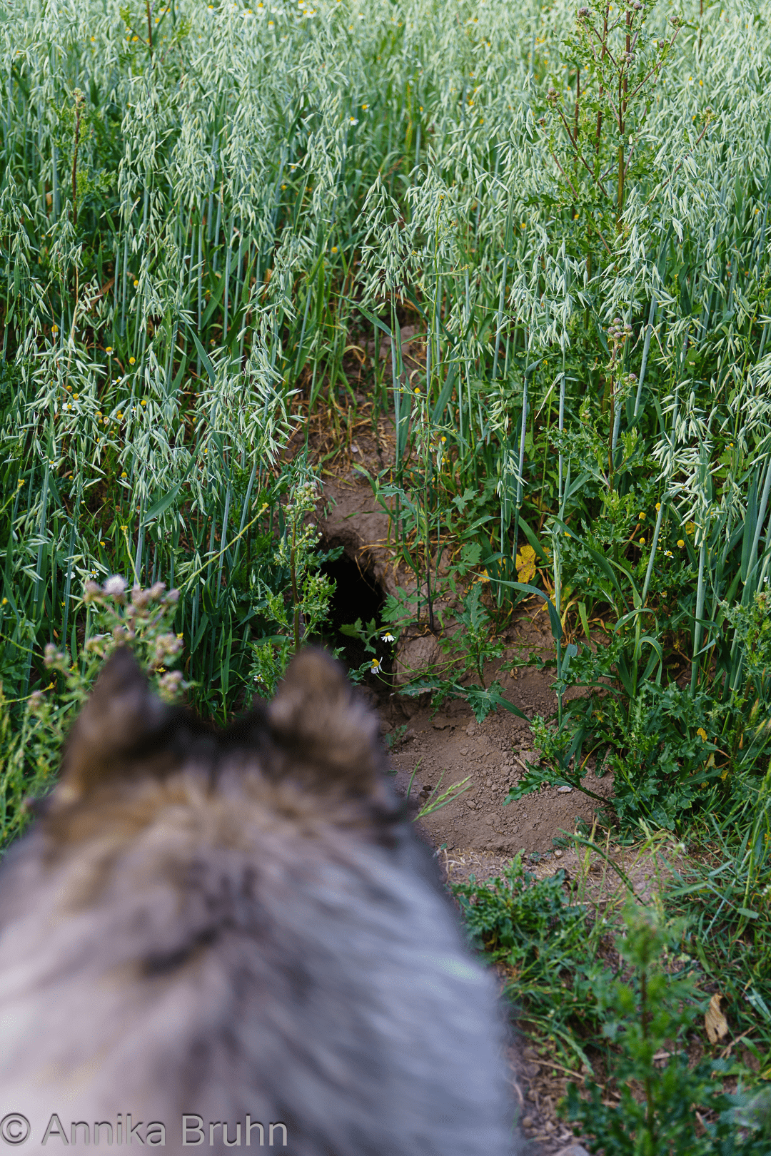 Ob da die Hasis wohnen- Q ist sich nicht sicher!